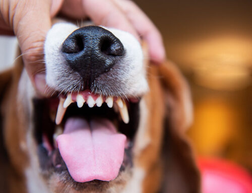 Dental Surgery for Pets: When Are Extractions or Advanced Procedures Necessary?