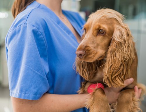 Where Quality Never Feels Corporate: Inside the Independent Veterinary Hospital That Put Patients and People First