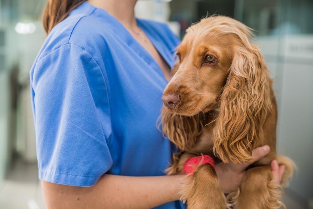A golden Cocker Spaniel is held by a person in blue scrubs, with a bright pink pressure bandage visible on its front leg, likely following a blood draw or IV placement.