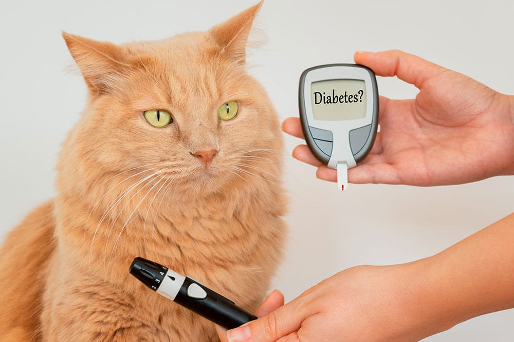 A close-up shot of a fluffy orange cat looking to the side next to a person's hands holding a black lancing device and a grey digital glucose meter that displays the text "Diabetes?" on its screen.