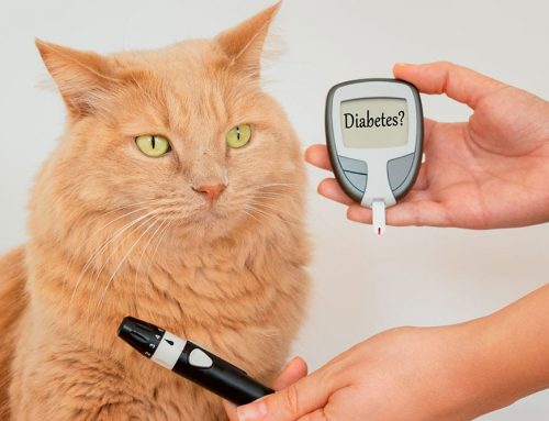 Is Your Diabetic Pet’s Off Day an Emergency?