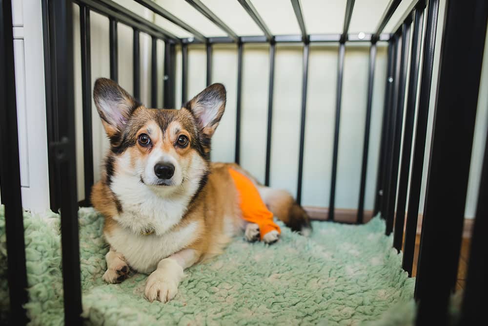 Corgi resting comfortably while recovering from an illness or injury.