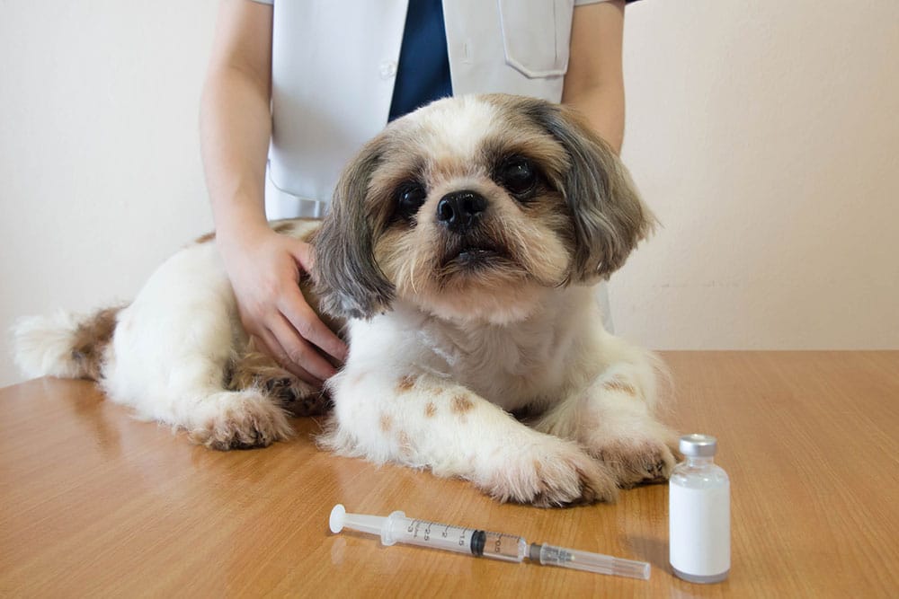 A close-up shot of a brown and white Shih Tzu dog lying on a wooden examination table, looking directly at the camera while a veterinary professional stands behind it, with a medical syringe and a small vial placed on the table in the foreground.