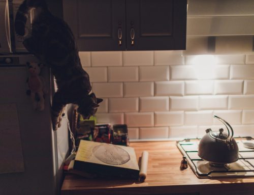 5 Household Spots That Contain Pet Toxins